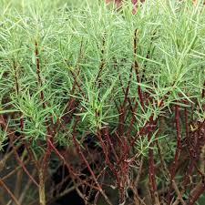 Attēlu rezultāti vaicājumam “Salix rosmarinifolia”