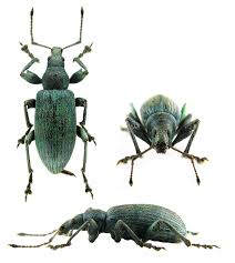 Attēlu rezultāti vaicājumam “Phyllobius”