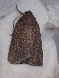 Attēlu rezultāti vaicājumam “Amphipyra livida”