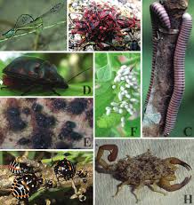 Attēlu rezultāti vaicājumam “Strongylosoma pallipes”