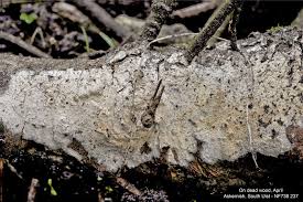 Attēlu rezultāti vaicājumam “Radulomyces confluens”