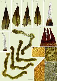 Attēlu rezultāti vaicājumam “Schistidium apocarpum”