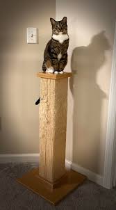 Attēlu rezultāti vaicājumam “Felis silvestris catus”