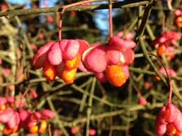 Attēlu rezultāti vaicājumam “Euonymus europaeus”