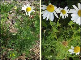 Attēlu rezultāti vaicājumam “Tripleurospermum inodorum leaf”