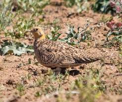 Image result for Syrrhaptes paradoxus