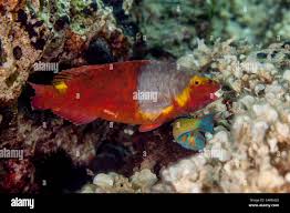 Image result for Sparisoma cretense