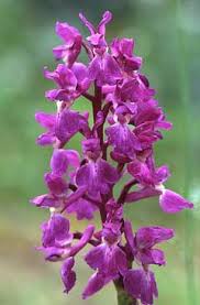 Attēlu rezultāti vaicājumam “Orchis mascula flower”
