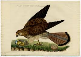 Attēlu rezultāti vaicājumam “Falco tinnunculus adult”