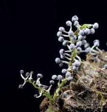 Attēlu rezultāti vaicājumam “Didymium aggregatum”