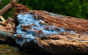 Attēlu rezultāti vaicājumam “Byssocorticium atrovirens”