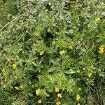 Attēlu rezultāti vaicājumam “Potentilla erecta fruit”