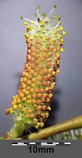Attēlu rezultāti vaicājumam “Salix purpurea male flower”