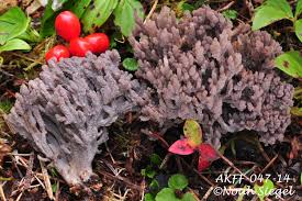 Attēlu rezultāti vaicājumam “Clavulina cinerea”