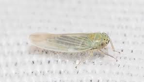 Attēlu rezultāti vaicājumam “Macrosteles sp.”