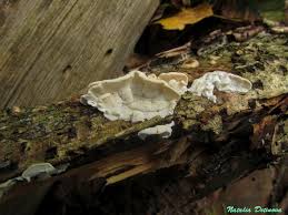 Attēlu rezultāti vaicājumam “Skeletocutis nivea”