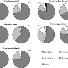 Attēlu rezultāti vaicājumam “Oenothera rubricauli bud”