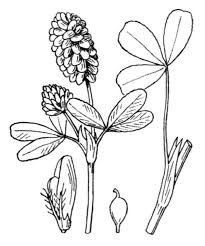 Attēlu rezultāti vaicājumam “Trifolium spadiceum fruit”
