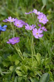 Attēlu rezultāti vaicājumam “Primula farinosa bud”