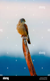 Attēlu rezultāti vaicājumam “Falco tinnunculus adult”