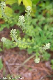 Attēlu rezultāti vaicājumam “Lepidium densiflorum flower”
