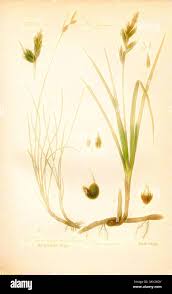 Attēlu rezultāti vaicājumam “Carex arenaria  leaf”