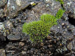 Attēlu rezultāti vaicājumam “Grimmia pulvinata”