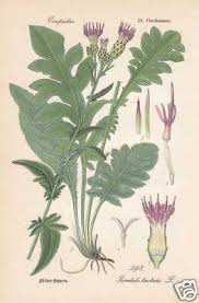 Attēlu rezultāti vaicājumam “Serratula tinctoria”