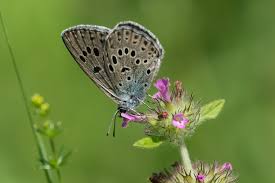 Attēlu rezultāti vaicājumam “Phengaris arion upperside”
