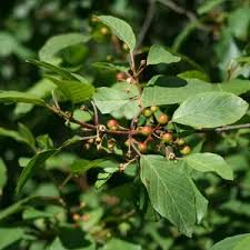 Attēlu rezultāti vaicājumam “Frangula alnus fruit”