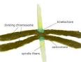 <b>centromere</b>