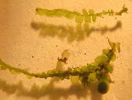 Attēlu rezultāti vaicājumam “Harpanthus flotovianus”