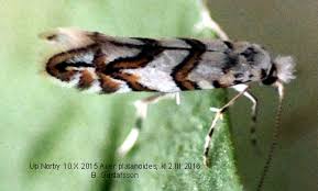 Attēlu rezultāti vaicājumam “Phyllonorycter platanoidella”