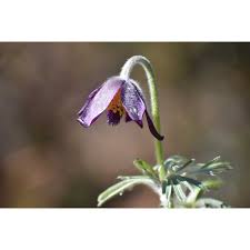 Attēlu rezultāti vaicājumam “Pulsatilla pratensis”