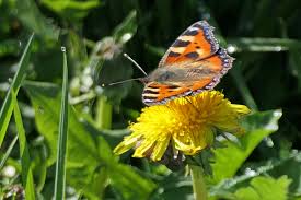 Image result for Small Tortoiseshell