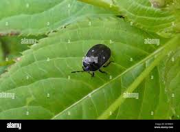Attēlu rezultāti vaicājumam “Adomerus biguttatus”