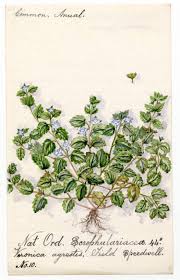 Attēlu rezultāti vaicājumam “Veronica agrestis”