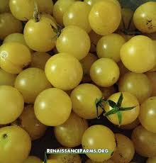 Afbeeldingsresultaat voor hawaiian white cherry tomato