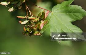 Attēlu rezultāti vaicājumam “Ulmus laevis fruit”