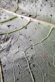 Attēlu rezultāti vaicājumam “Didymium tussilaginis”