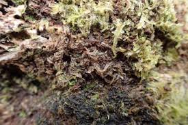 Attēlu rezultāti vaicājumam “Chiloscyphus”