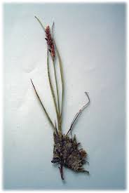 Attēlu rezultāti vaicājumam “Blysmus compressus”