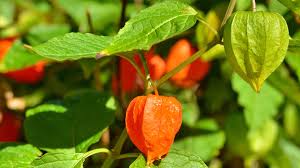 Image result for Lampionblume