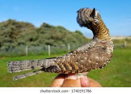 Attēlu rezultāti vaicājumam “Jynx torquilla adult”