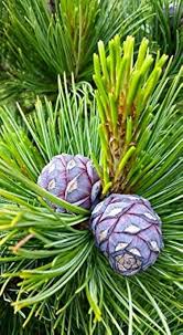 Image result for Pinus cembra