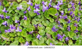 Image result for Browallia speciosa