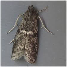 Attēlu rezultāti vaicājumam “Apomyelois bistriatella”