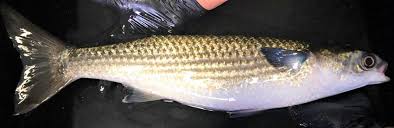 Image result for Mugil liza