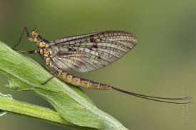 Attēlu rezultāti vaicājumam “Ephemera vulgata”