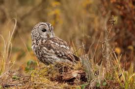 Attēlu rezultāti vaicājumam “Strix aluco female”